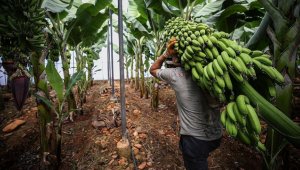 Muz üreticileri 'dal ve raf' arasındaki fiyat farkından şikayetçi