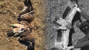 Nesli tehlike altında... GPS vericiyle takip ediliyordu: Ankara'da öldürüldü