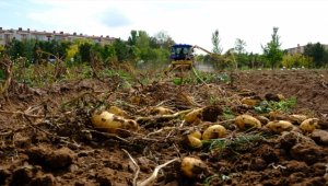 Sivas'ta solucan gübresi kullanılan arazide patates verimi arttı
