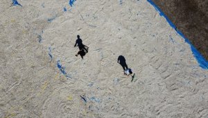 Sohbetlerin vazgeçilmezi 'eğlencelik çekirdek' tarlalarında kurutma mesaisi