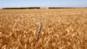 Tahıl ürünlerinde biyoçeşitlilik desteklerle artıyor
