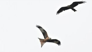 Türkiye'de nadir görülen kızıl çaylak İstanbul'da görüntülendi