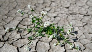 Türkiye'nin iklim değişikliğiyle mücadelesinde yol haritası 'İklim Şurası'yla oluşturulacak