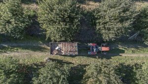 Yahyalı elmasında üretim alanı genişledi rekolte arttı