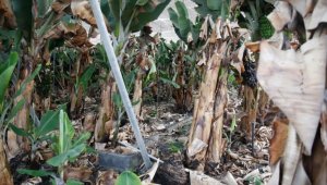 Yanardağ, La Palma Adası'nın ana geçim kaynağı turizm ve tarım sektörlerini riske attı