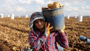 Yerli tohumluk patates kuraklığa rağmen verimiyle üreticisini sevindirdi