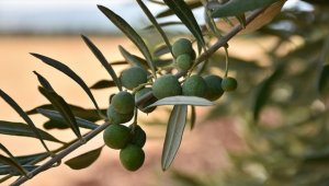 Zeytin ve zeytinyağına en fazla talep İspanya'dan geldi