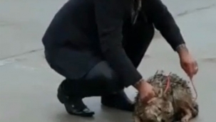 Adıyaman'da yabani kurt kurtarıldı 