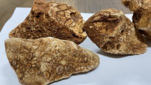 Adıyaman'da 40 milyon yıllık olduğu değerlendirilen 4 fosil bulundu