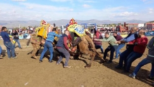 Alaşehir'de deve güreşleri büyük ilgi gördü