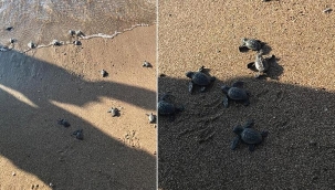 Antalya'da Kasım ayında yavru caretta sürprizi