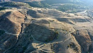 "Ay-yıldız" projeli ormana 3 yılda 55 bin fidan dikildi