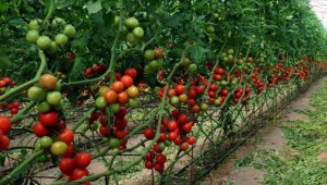 Bitkisel üretimde biyolojik ve biyoteknik mücadele destekleri belli oldu