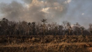 Brezilya'daki Amazonlar'da ormansızlaşma son 15 yılın en yüksek seviyesine çıktı