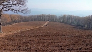 Bursa'da Mustafakemalpaşa 'maviyemiş' üssü olacak