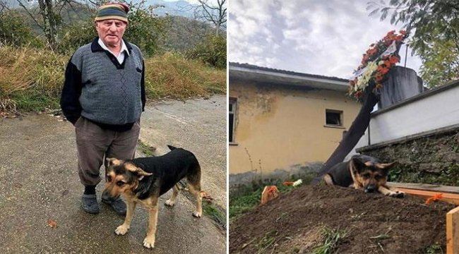 Büyük vefa! Ölen sahibinin mezarından ayrılmıyor