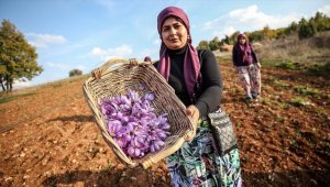 Çiftçiye dönüm başı 100 bin lira kazandıracak projede ilk hasat yüzleri güldürdü