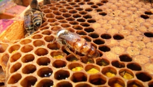 Ekosistemin en önemli parçası arılar