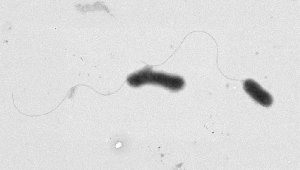 ERÜ kampüsünde yaşayan Anadolu yer sincabından yeni bir bakteri türü keşfedildi