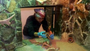 Evdeki pitona el konulup, hayvanat bahçesine getirildi