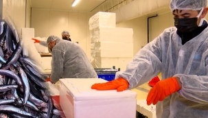 Hamsinin Türkiye'den ABD'ye 10 bin kilometre yolculuğu 