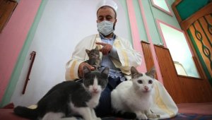 Hayvansever imam caminin kapılarını kedilere açtı