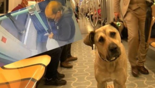 İstanbul'da tramvaya İBB'nin köpeği Boji mi pisledi? İşte yeni görüntü