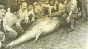 İzmit Körfezi’nde 50 Yıl Sonra Orkinos Heyecanı