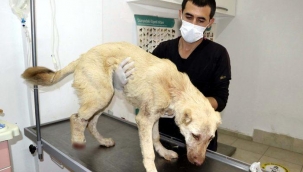 Kan donduran vahşet! Yavru köpeğin ayağını ve kulaklarını kestiler