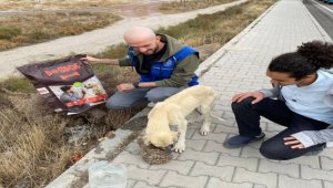 Karapınar'da Gençlik Merkezi gönüllüleri sokak hayvanlarına yem verdi
