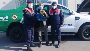 Kayseri jandarması şahini kurtardı