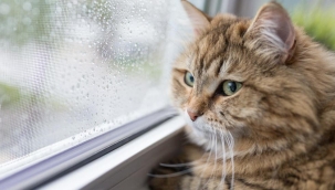 Kedilerin sokağa çıkması yasaklandı