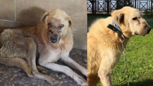 Kocaeli'de kanserli köpeğin inanılmaz değişimi
