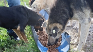 Kocaeli İzmit'te can dostlara mama desteği