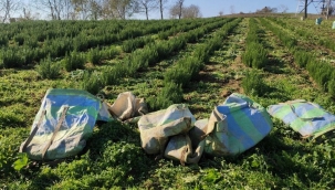 Kocaeli'nde biberiye hasadı yapıldı 