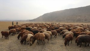 Küçükbaş hayvan sürülerinin yaylalardan zorlu dönüşü haftalar sürüyor