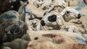 Küçükbaş hayvancılıkta destekler kilit rol oynuyor