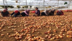 Mihalgazi ilçesindeki seralarda kışlık üretim için kollar sıvandı