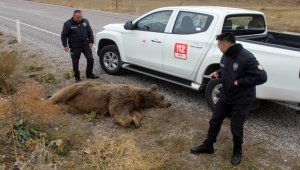 Sivas'ta otomobilin çarptığı boz ayı telef oldu