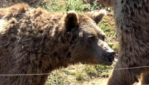 Son dansçı ayı Brütüs de öldü
