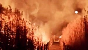 Sultan Sazlığı Milli Parkı'nda yangın