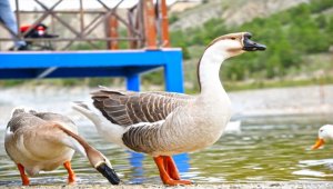 Üreğil Millet Bahçesi'ne yoğun ilgi