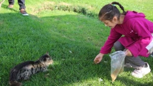 Yetim çocuklardan sokak hayvanları için anlamlı proje