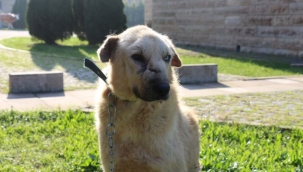 Zerdali'nin Patilik'te inanılmaz değişimi 