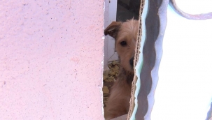 Ankara'da kötü koşullarda tutulan 2 köpeğe el konuldu