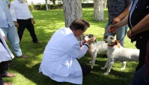 Bakanlıktan, 'tehlike arz eden köpek ırkları' genelgesi