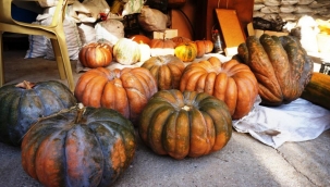 Balkabağının faydaları nelerdir? İşte balkabağının 5 yararı!