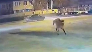 Bursa'da yola çıkan at trafik kazasına neden oldu