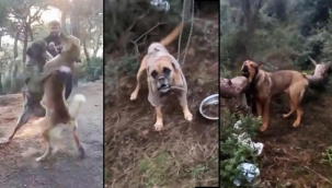 Büyükada'da isyan ettiren görüntü! Köpekler bu halde bulundu, bir kişi yakalandı