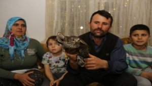 Çoban yolda bulduğu yaralı atmacaya sahip çıktı